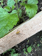 Strauzia longipennis