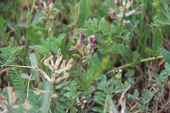 Astragalus fragrans
