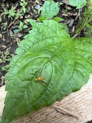 Strauzia longipennis