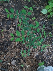 Symphoricarpos albus