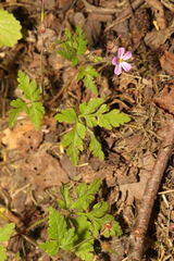 Geranium robertianum