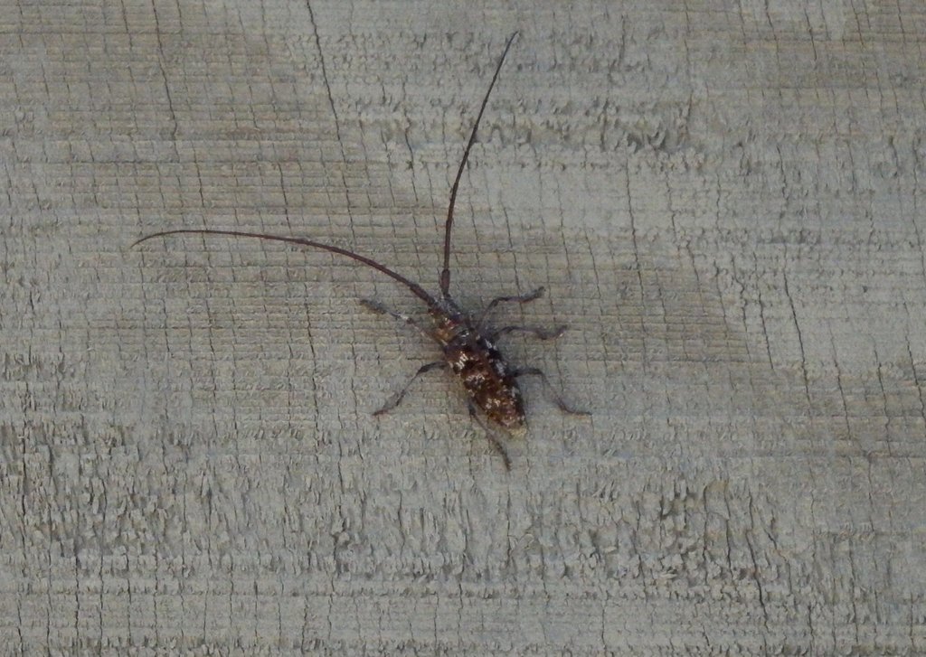 Monochamus obtusus