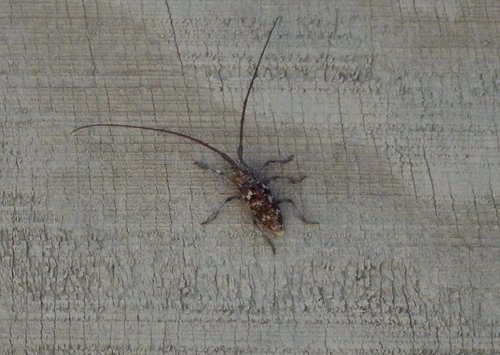 Monochamus obtusus