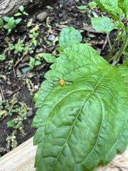 Strauzia longipennis