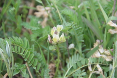 Astragalus fragrans