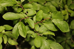 Prunus spinosa