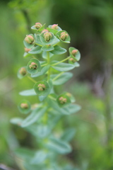 Euphorbia condylocarpa