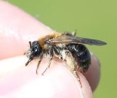 Andrena fucata