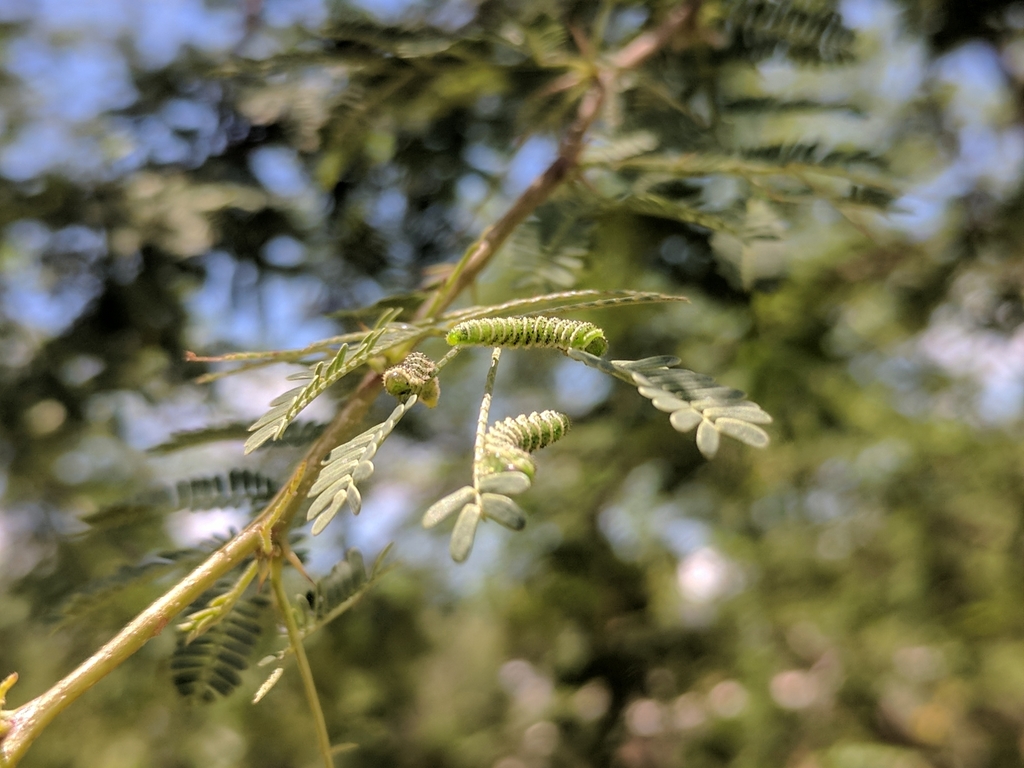 Sterictiphorinae