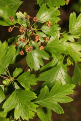 Crataegus monogyna