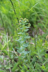 Euphorbia condylocarpa