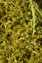 Rhytidiadelphus squarrosus