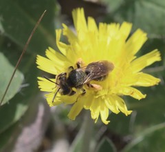 Andrena humilis