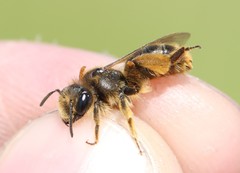Andrena humilis