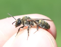 Andrena synadelpha