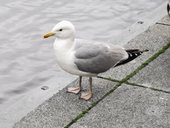 Larus argentatus