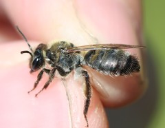 Andrena synadelpha