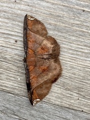 Thysanopyga abdominaria