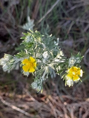 Potentilla neglecta