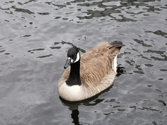 Branta canadensis