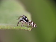 Salticus propinquus