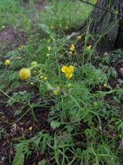 Ranunculus auricomus