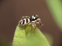 Salticus propinquus