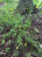 Ranunculus auricomus