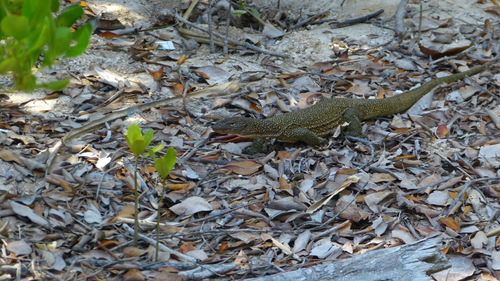 Mangrove Monitor — seen at this dive site