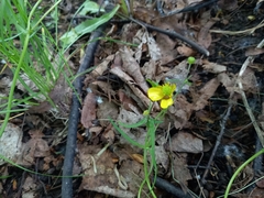 Ranunculus auricomus