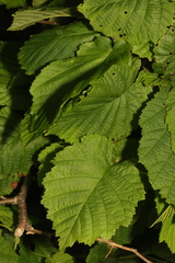 Corylus avellana