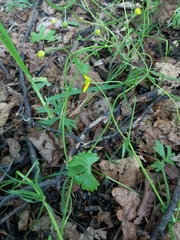 Ranunculus auricomus