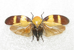 Ptyelus goudoti