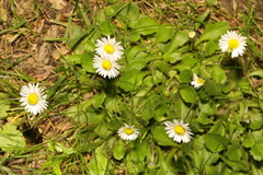 Bellis perennis