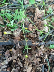 Ranunculus auricomus