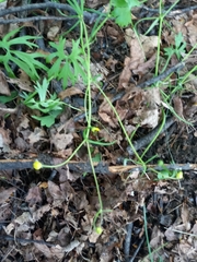 Ranunculus auricomus