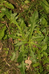 Hypochaeris radicata