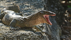 Varanus indicus