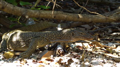 Varanus indicus