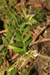 Vicia sativa