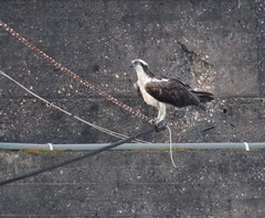 Pandion haliaetus