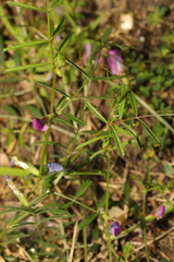 Vicia sativa