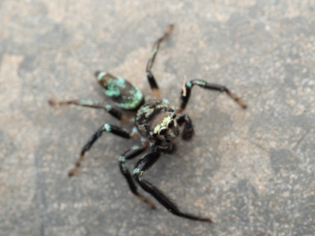 Metallic blue jumper