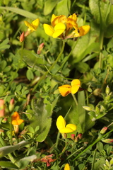Lotus corniculatus