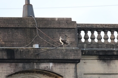 Pandion haliaetus