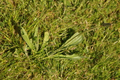 Plantago lanceolata