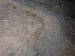 Scophthalmus rhombus