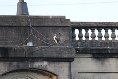 Pandion haliaetus