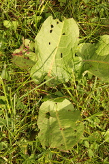 Rumex obtusifolius