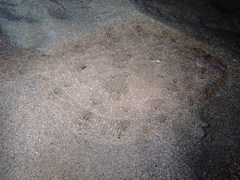 Scophthalmus rhombus